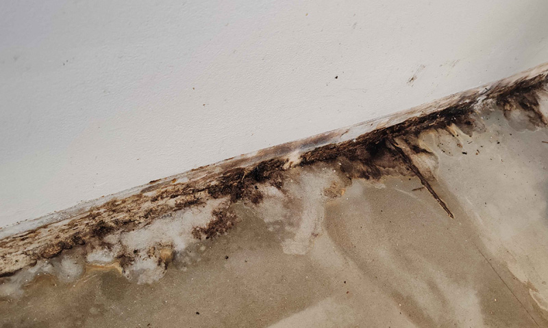 Plesne a ich dopad na zdravie